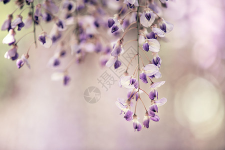 盛开的紫藤花紫藤花背景