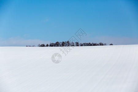 白雪中的树林图片