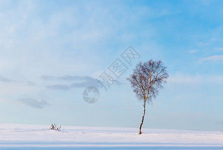 蓝色大树素材白雪中的大树背景