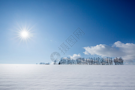 树木涂白白素雪景下的树背景