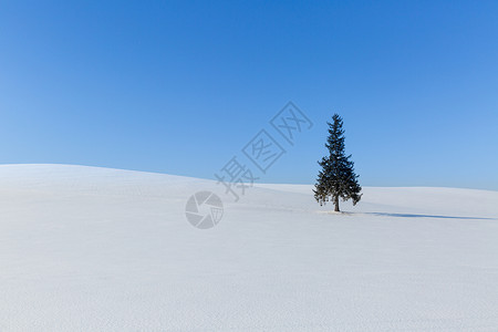 绿色沙漠沙漠里的一颗树背景