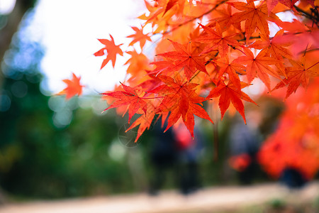 日本秋季的枫叶图片
