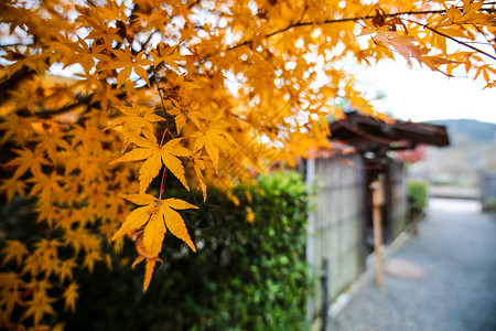 夕阳枫叶素材日本建设背景与枫叶背景