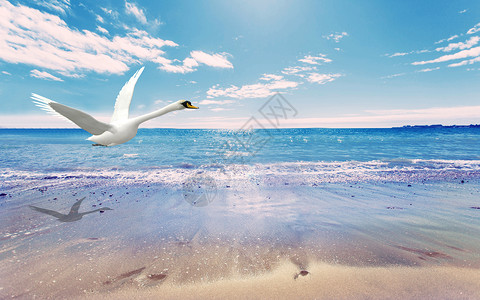 哈尔滨白天鹅尽情飞翔设计图片