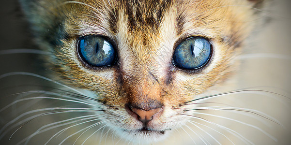 锐利猫眼背景