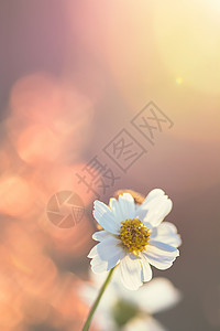 夏天田里的雏菊高清图片