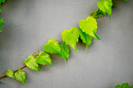 藤蔓植物图片