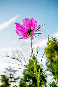 蓝色五角星光效花季背景