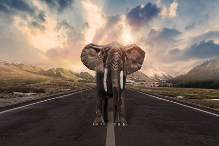 大象迁徙大象设计图片