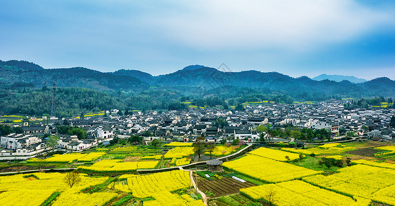 安徽黄山风景村落开满了油菜花背景
