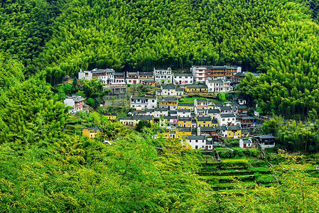 竹林竹海村庄村落背景图片