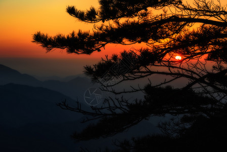 黄山落日松树剪影背景图片