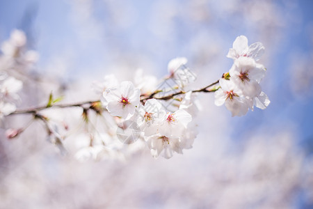 樱花时节图片