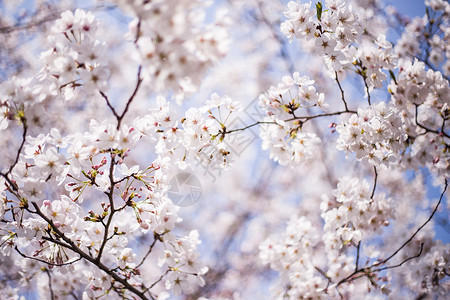 樱花时节采蜜蜜树高清图片