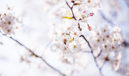 樱花时节背景图片