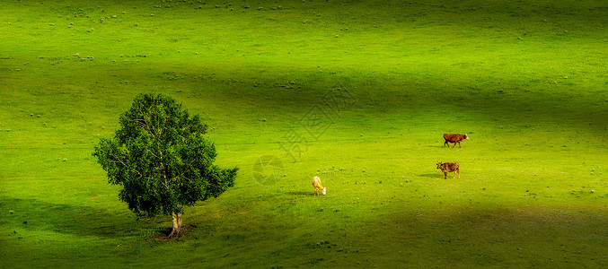 一颗绿色小树草原小景背景