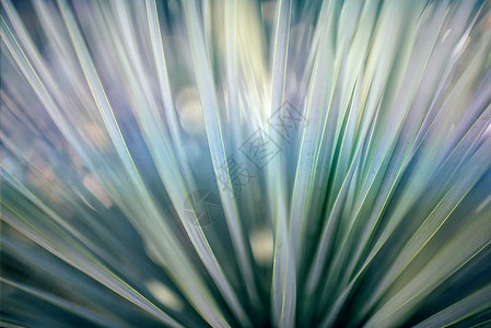 天然植物萃取光晕绿植设计图片