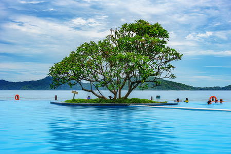 无边泳池中的树高清图片