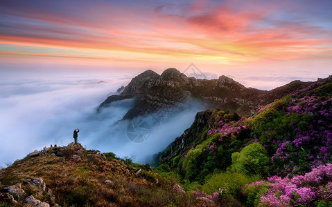 山脉美景传播杜鹃花高清图片