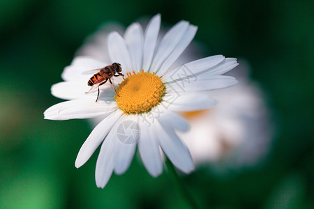 蜜蜂采蜜野生蜜蜂高清图片