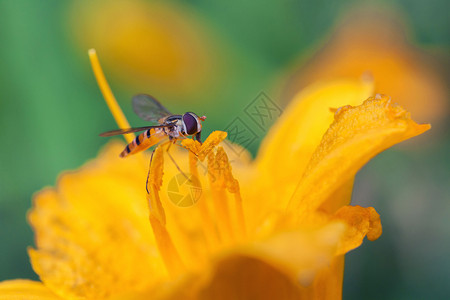 蜜蜂采蜜觅食蜜蜂高清图片