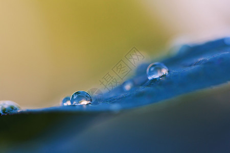 寒露露水露珠背景