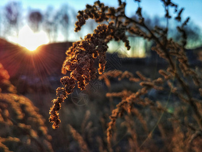夕阳下的野草背景图片