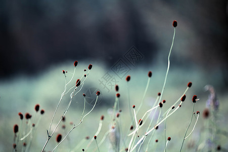 野草夏天干草坪高清图片