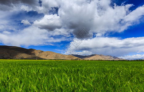 西藏青稞田背景图片