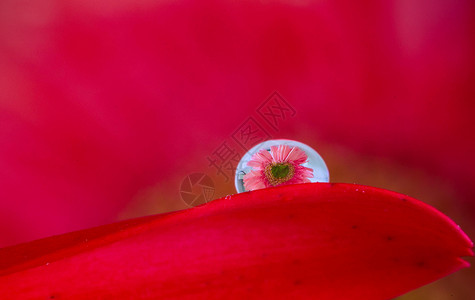 水珠里的红色花朵倒影图片