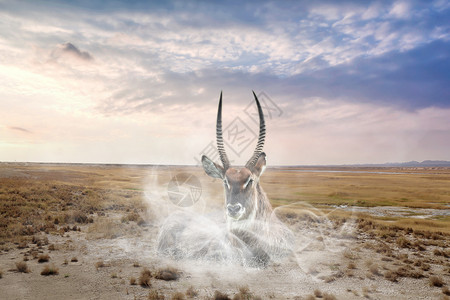 南非长角羚枯竭设计图片