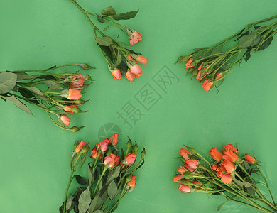 橙色玫瑰在绿色的红色花高清图片