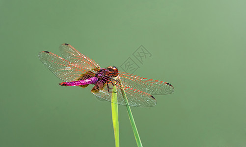 池塘边的红蜻蜓背景图片