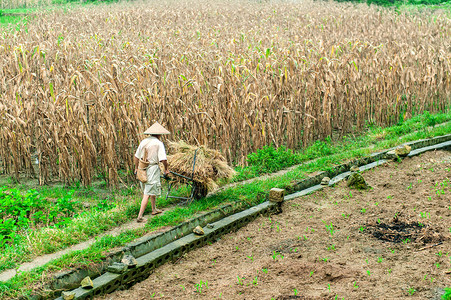 农民在田中种田的农民高清图片
