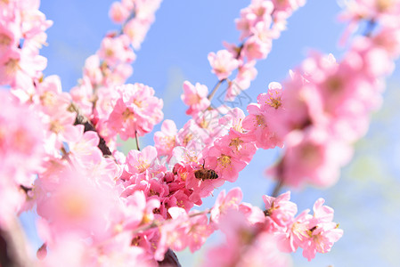 踏青桃花花与蜜蜂背景