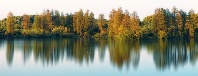 水杉ps素材秋天湖边树林倒影背景