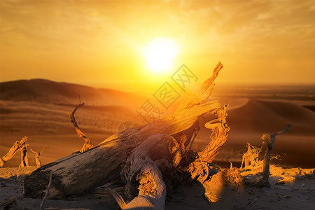 树黄昏沙漠中的黄昏设计图片