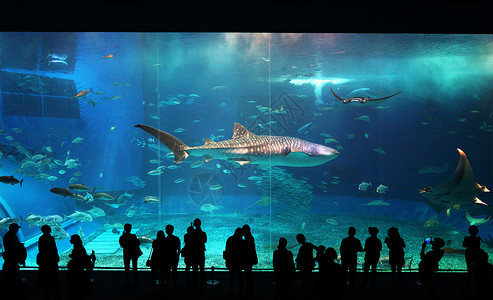 鲨鱼动物日本冲绳海洋馆背景
