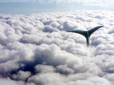 在自由游扬在云层里的海豚设计图片