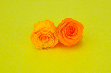 黄背景上的玫瑰高清图片