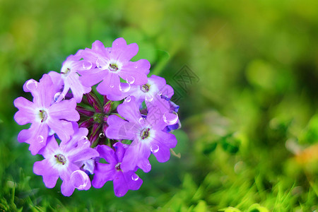 兰花清晨小紫花高清图片