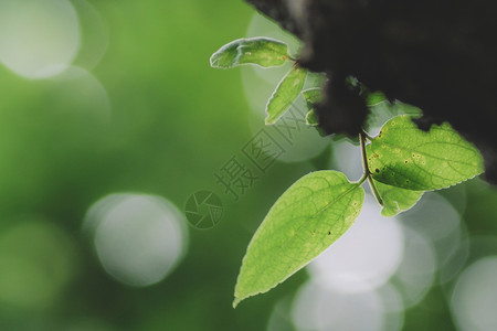 植物风景唯高清图片