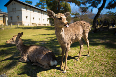 咬东西京都奈良的小鹿背景