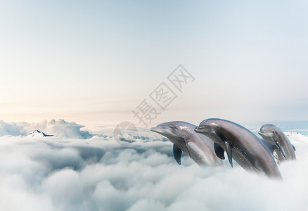 云中海豚背景图片
