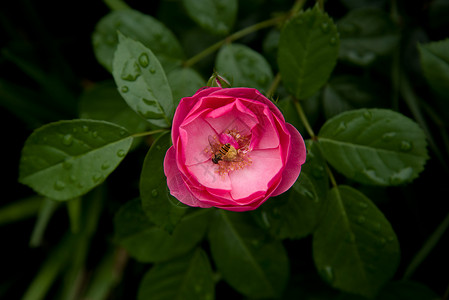 花与蜜蜂背景图片