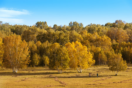 乌兰布统风景秋天的白桦林背景
