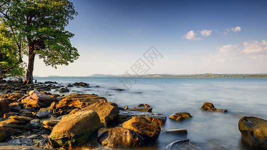 大海有树素材树石海背景