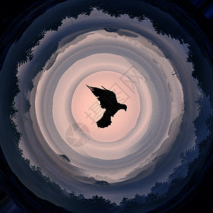 旋转的圆漩涡里的鸽子设计图片