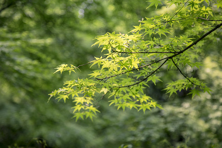 翠绿春枫叶背景图片