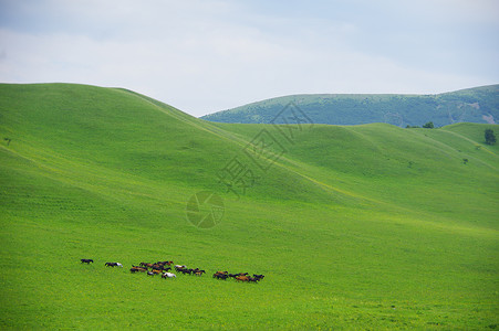 高山牧马背景图片
